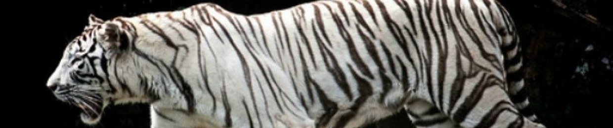 Tigre Blanc 悪魔