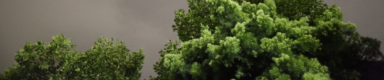 𝘮𝘪𝘯𝘵  𝘵𝘳𝘦𝘦𝘴