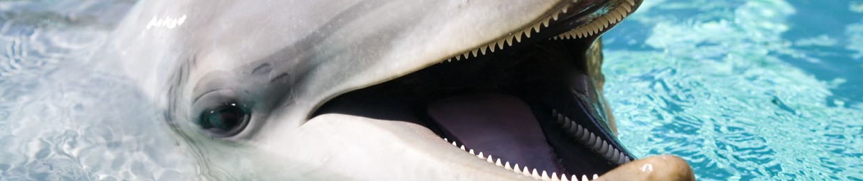 SapphireDolphin