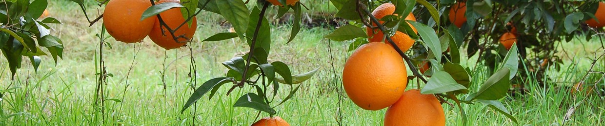 Naranjas Ecológicas Biovalle