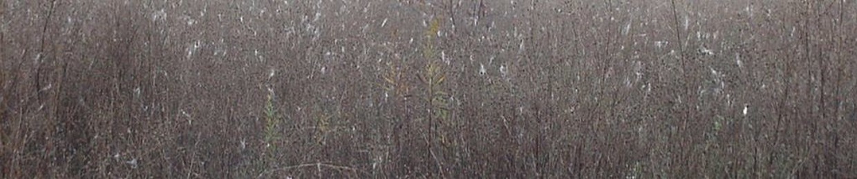 Christian Contemporary & Worship