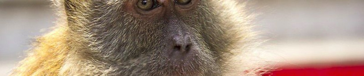 Cheeky Monkey