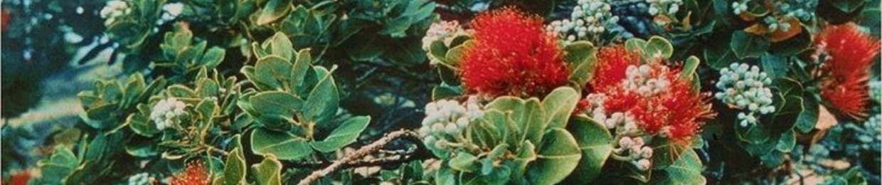 lehua (HI)