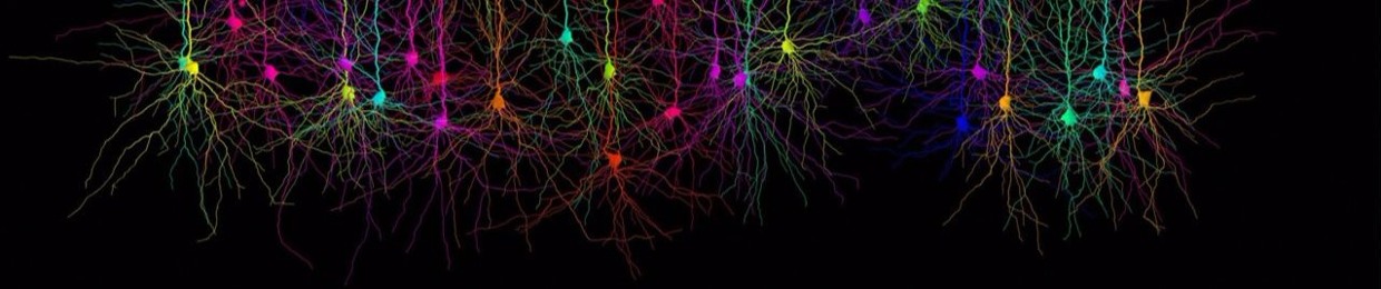 Neurons At Cortex