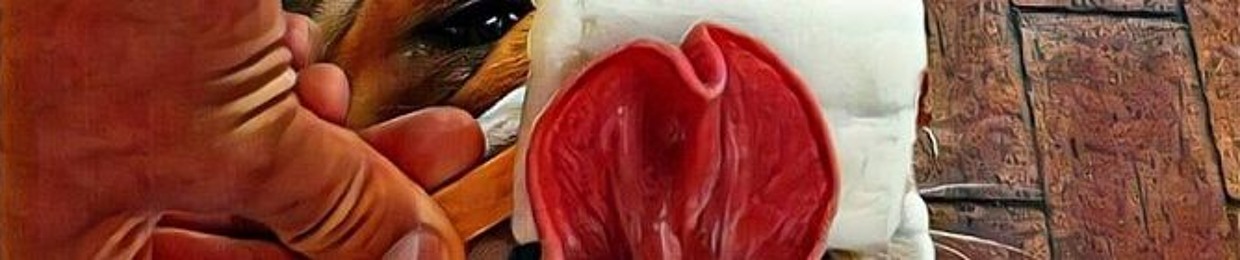 Paletas para Peludos