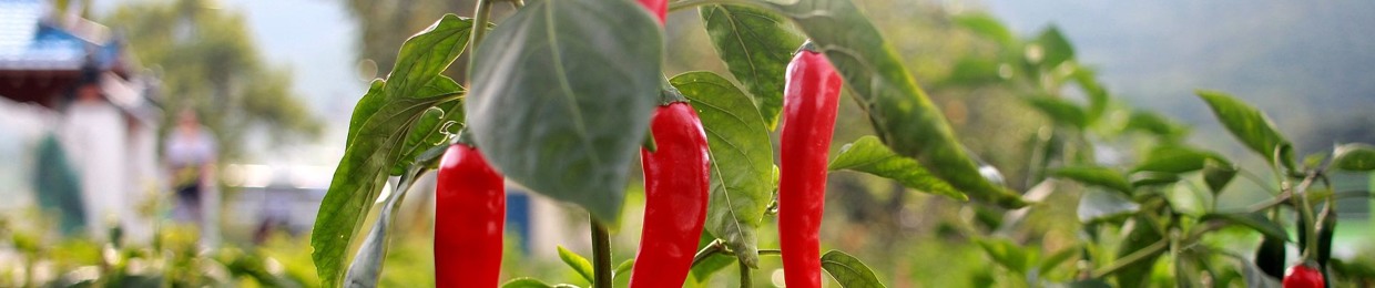 Hot Pepper Poetry Podcast