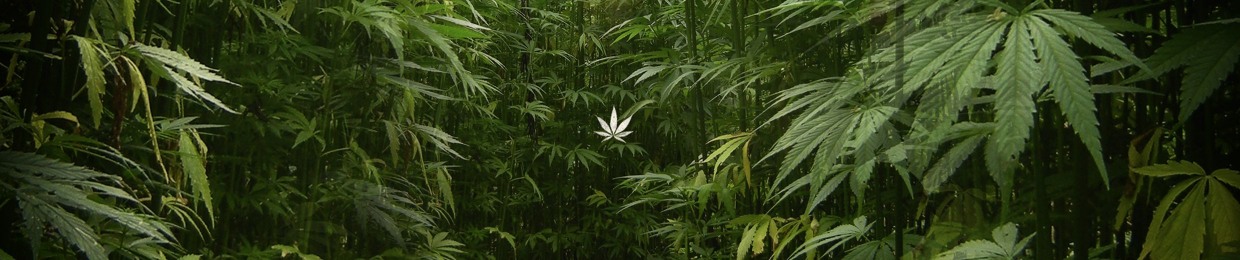 BluntMaxx