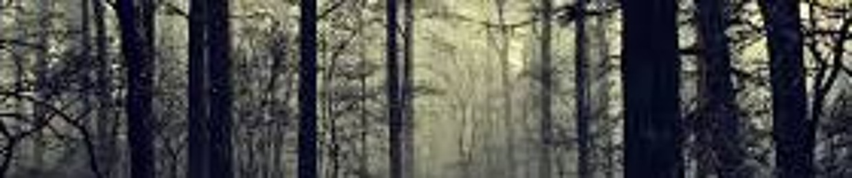 The_Accidental_Book_Thief