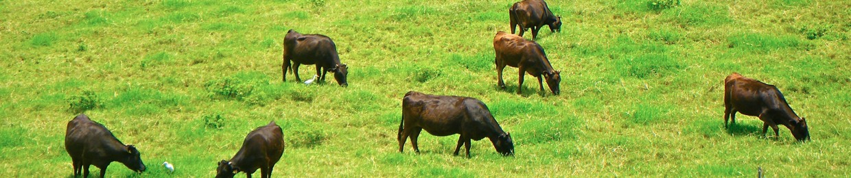 Ishigaki Beef