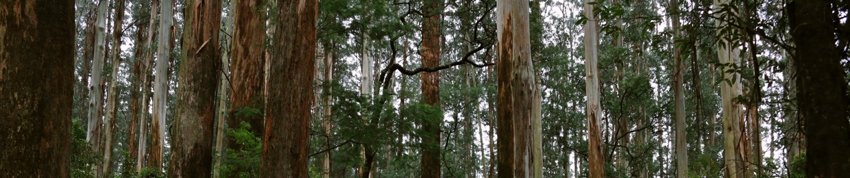 Film Thought