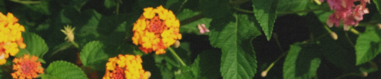 lucidjason