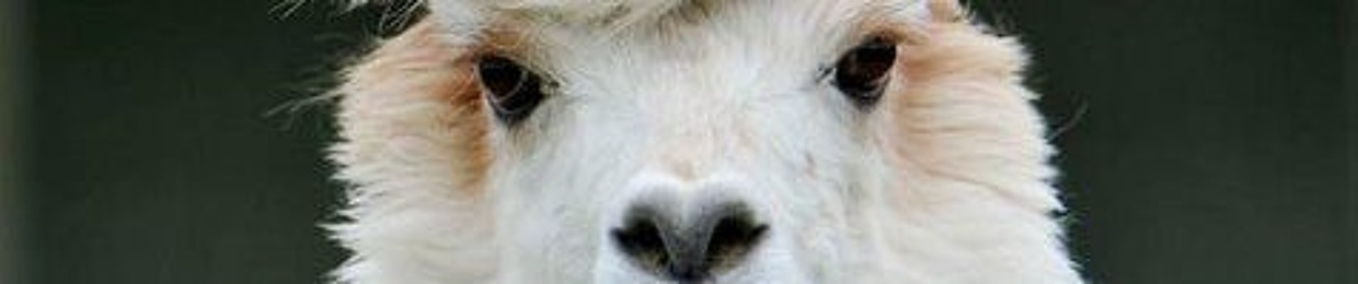 Legendaryllama374