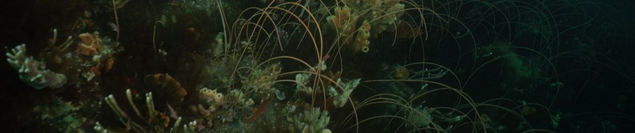 The Nautilus