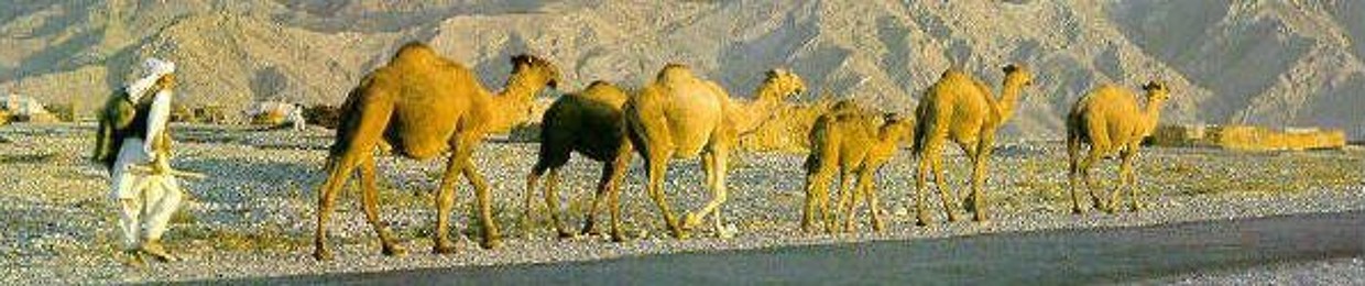 SaryabiBaloch
