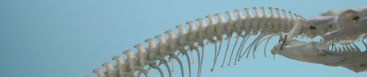 zoiaマルヴィン