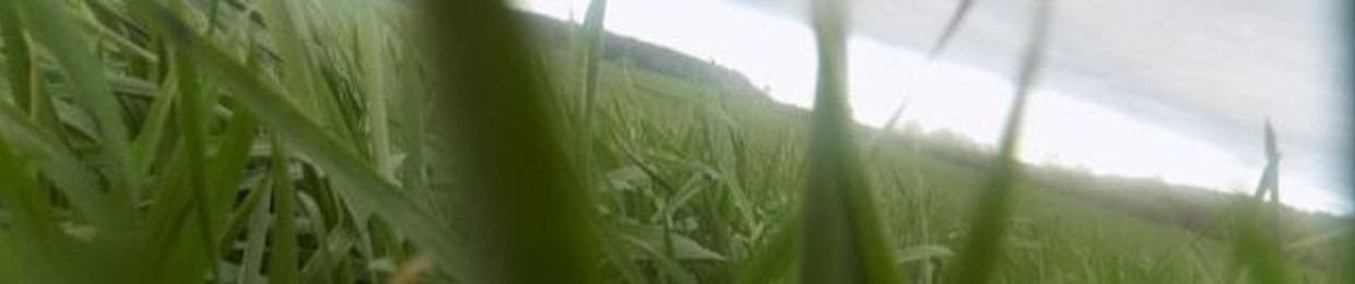 veil