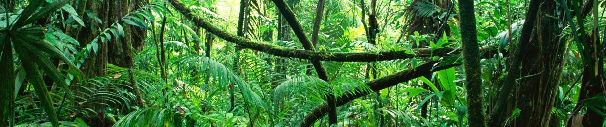 SELECTAMUGILLA