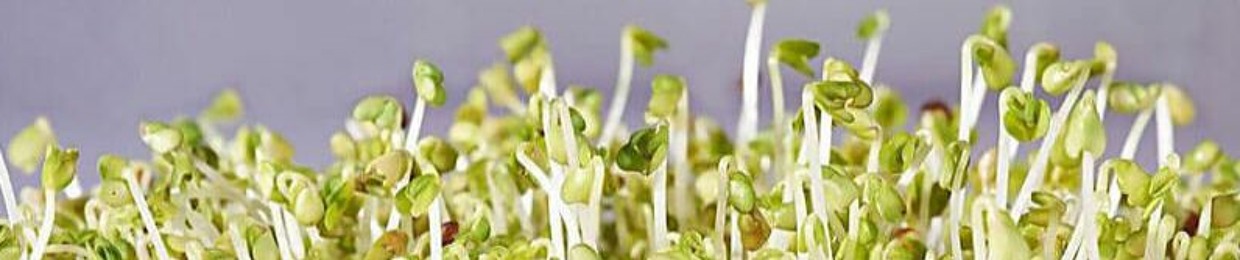 豆芽