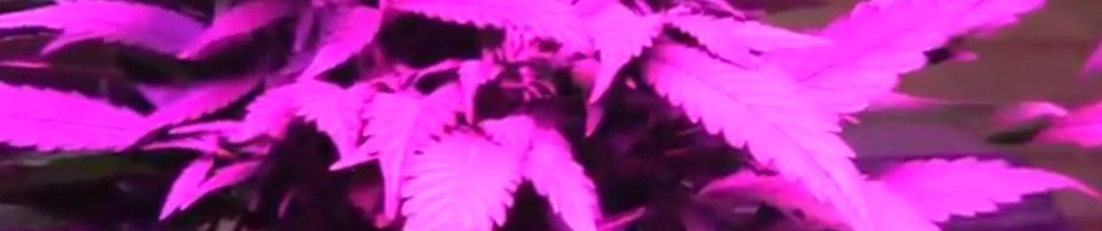 MDMAx