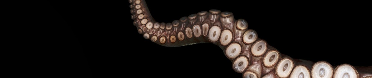 Octopus 🐙
