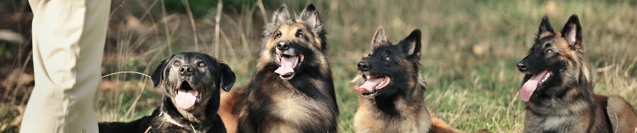 Drinking from the Toilet: Real Dogs, Real Training