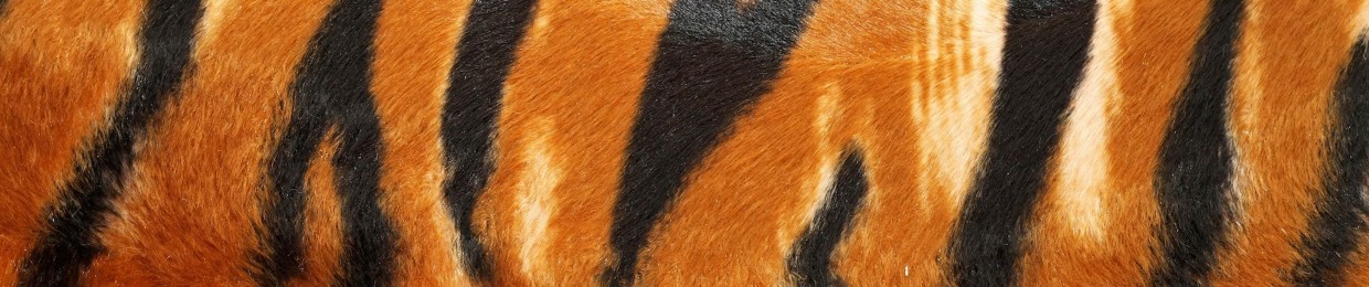 Bengal Beats