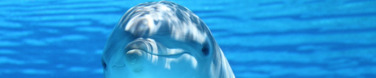 DolphinCore