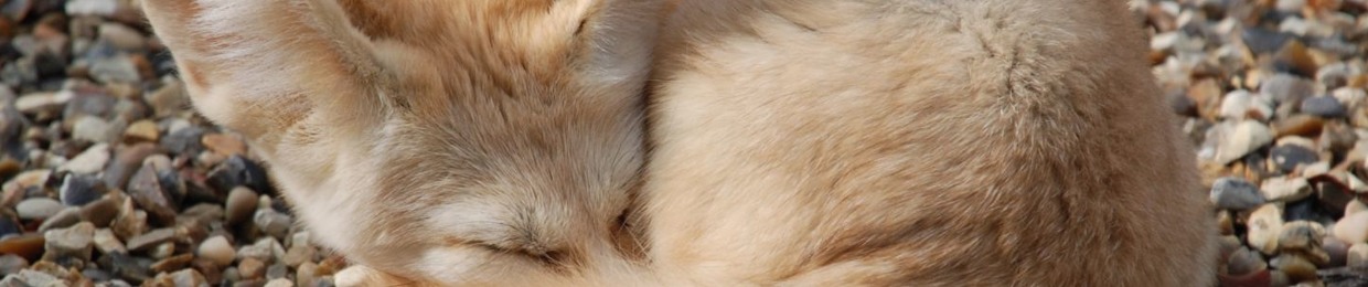 Kit Foxy
