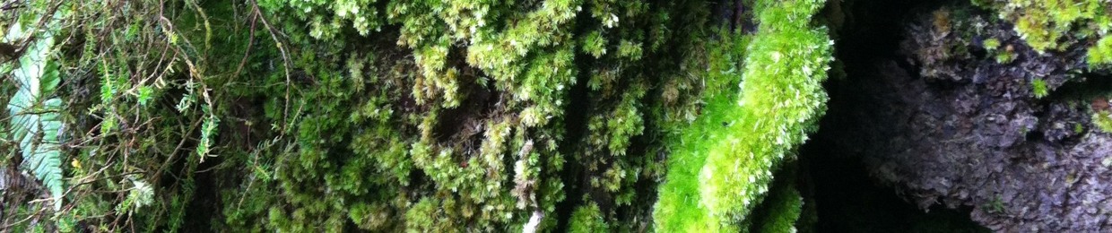 Difference Between Algae and Moss