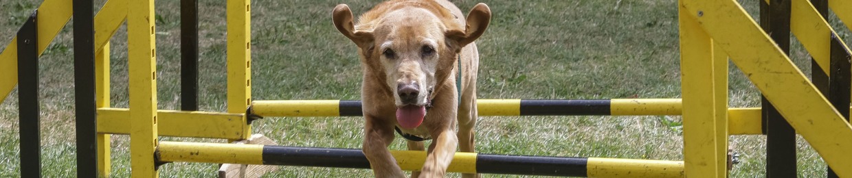 Dogs Trust