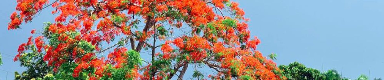 Akech J. Deng (Muorkuaw)