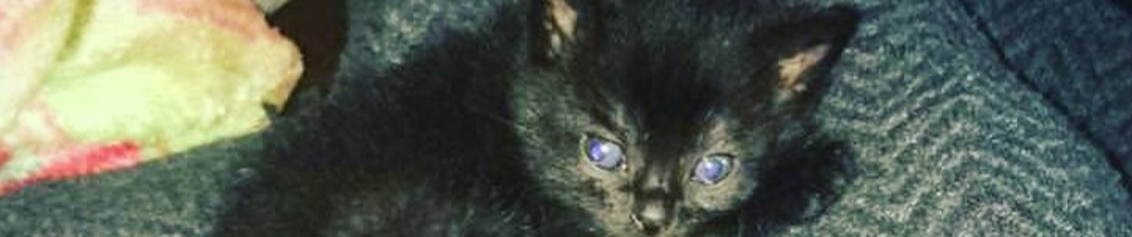 Seven The Animal
