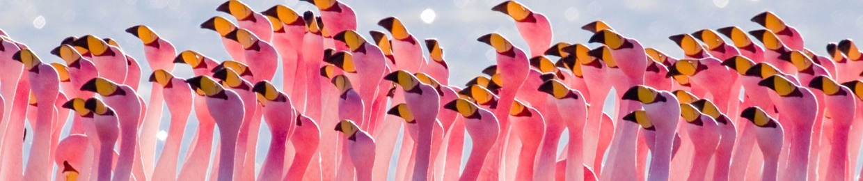 Flamingo the Dudette