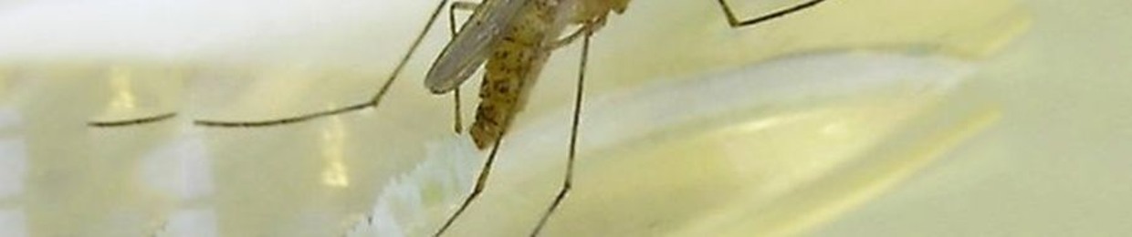 Mighty Mosquito Control