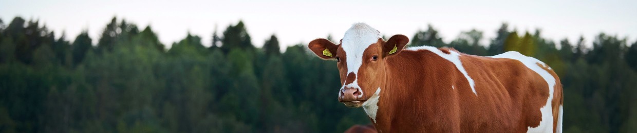 #Köttpodden - En podcast från Svenskt Kött