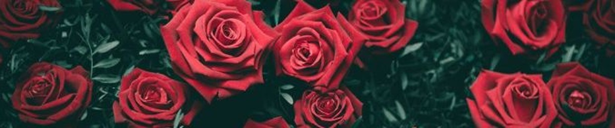 maroon roses