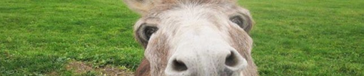 El Burro
