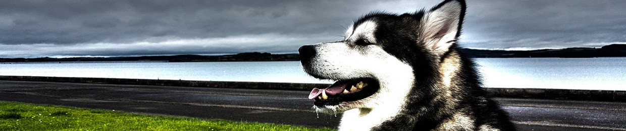 Husky Go Woof