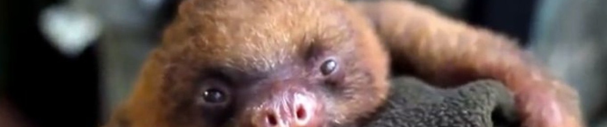 Sloth J.