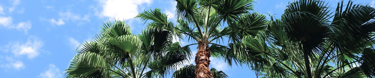 Palm Tree B.