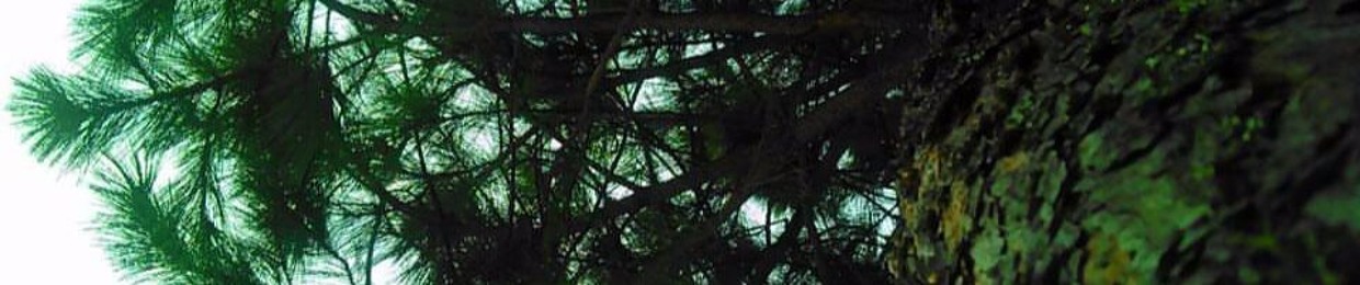 Raaven Wolf Willow