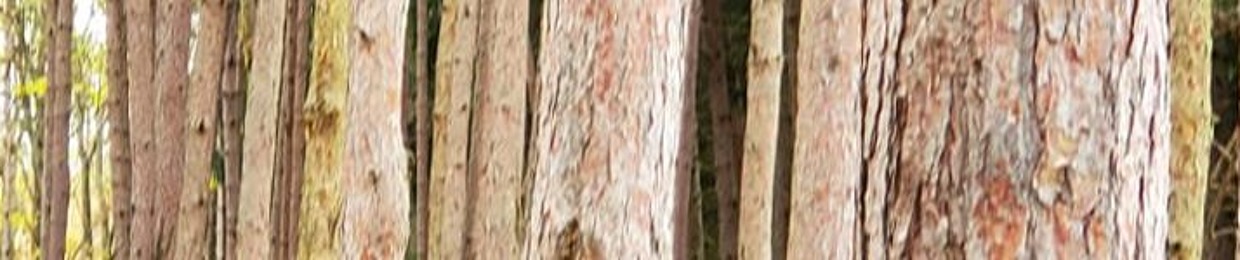 Gino Di Nunno