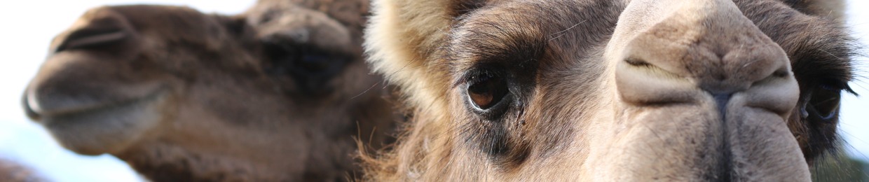 Camel Connection Podcast