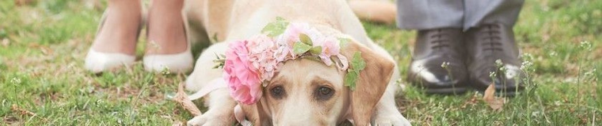 piggy