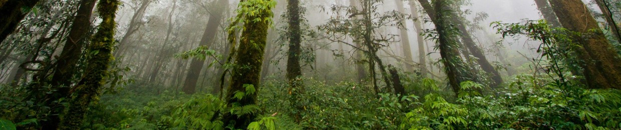 Rain Forest Promotion