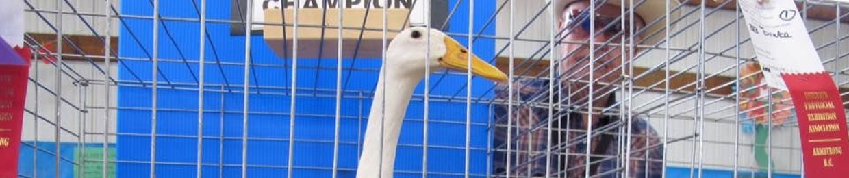 Duck