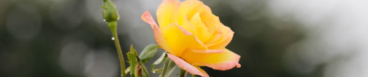 Nhà ở xã hội Evergreen Tràng Duệ, Hải Phòng