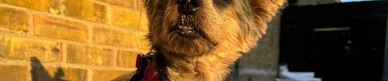 TheDog
