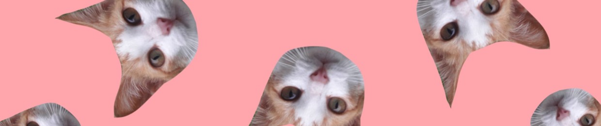 PerryTheCat