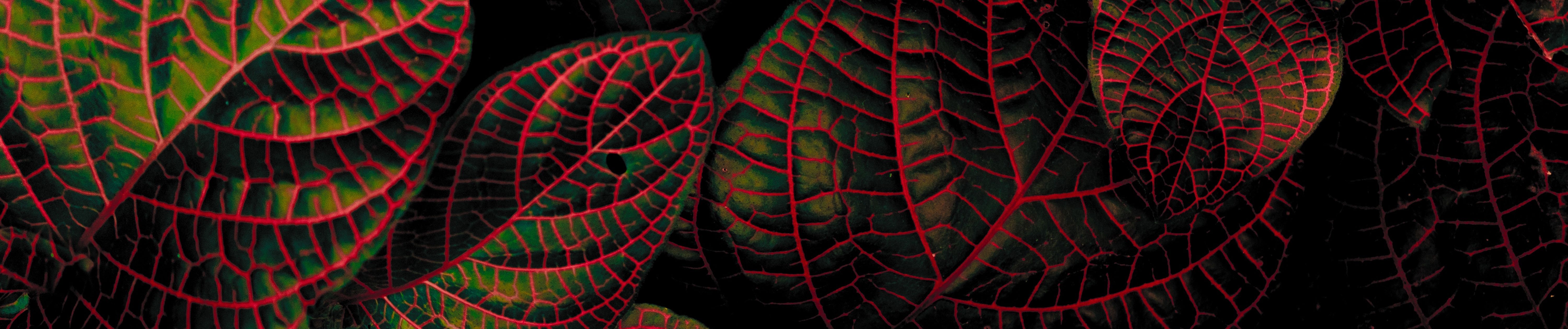 SoundCloud banner for @principe